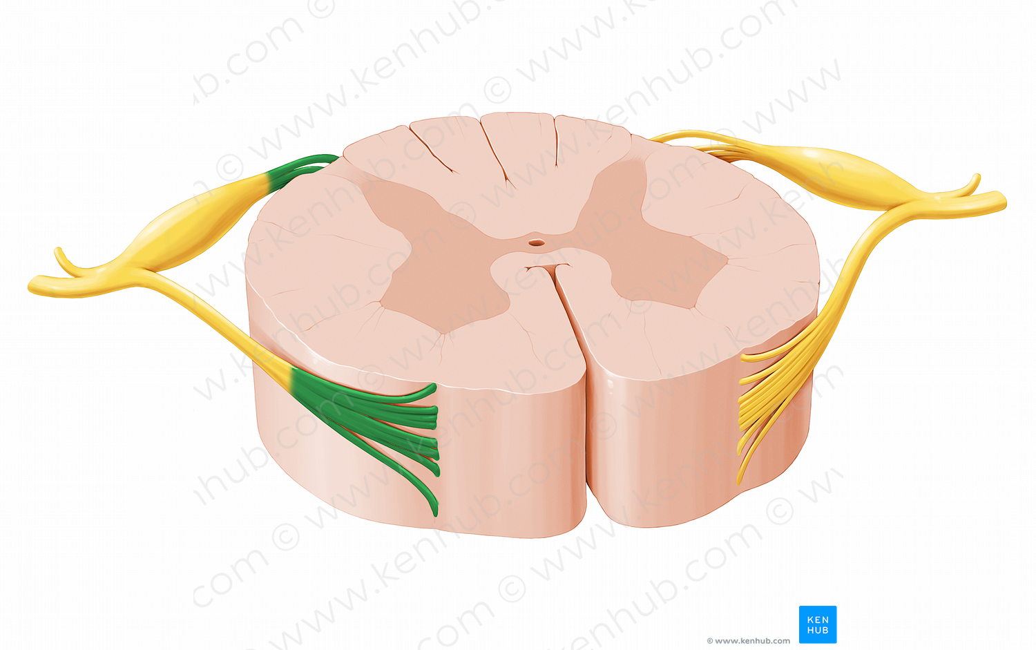 Rootlets of spinal nerve (#12057)