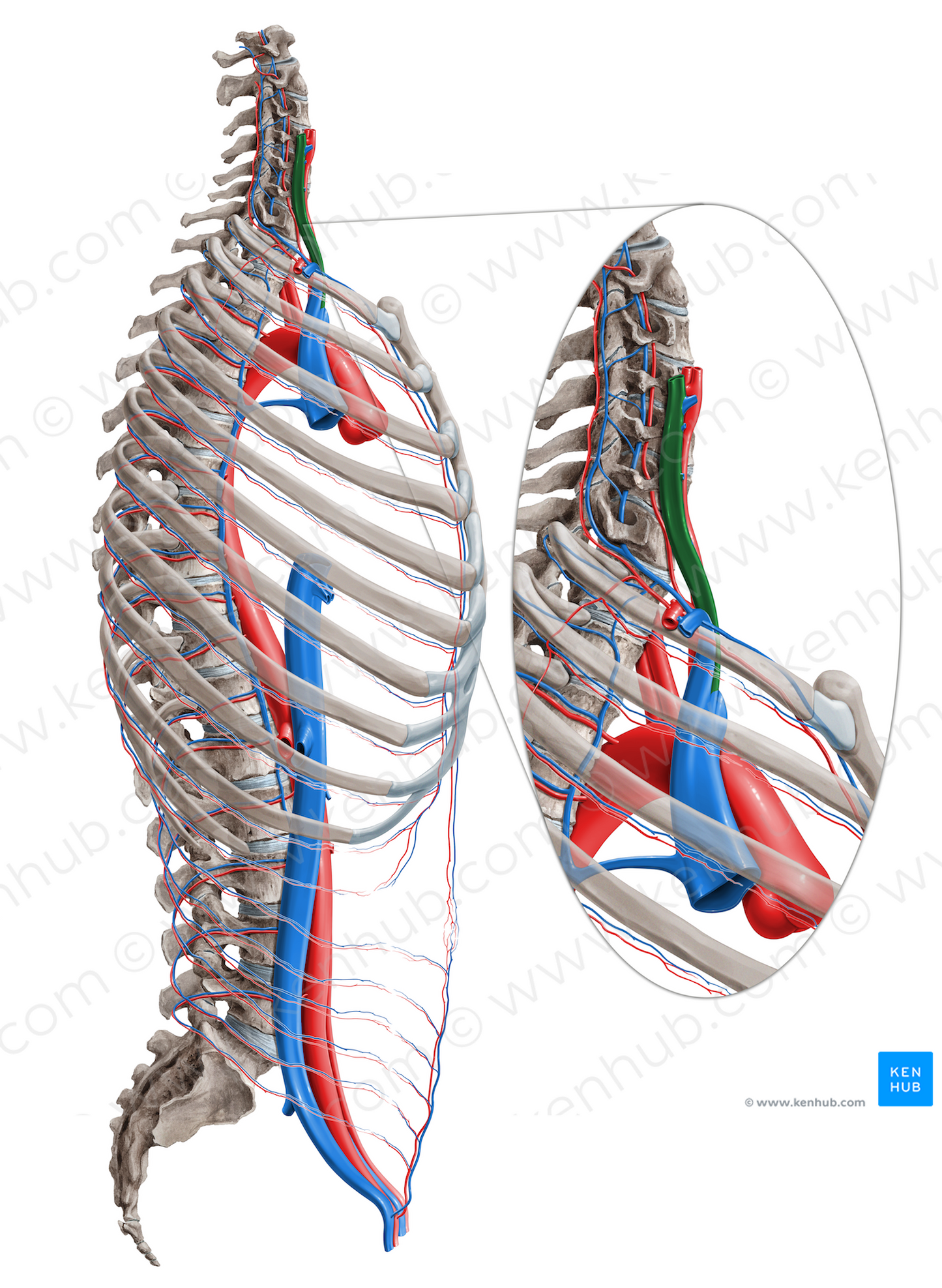 Internal jugular vein (#10355)
