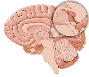 Habenular commissure (#2781)