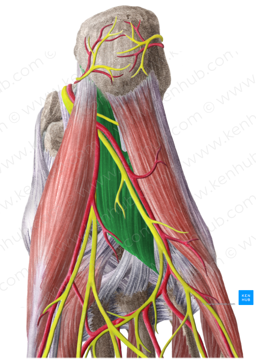 Quadratus plantae muscle (#5823)