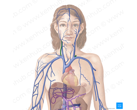 External jugular vein (#10340)