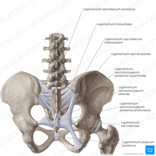 Ligaments of the pelvis (Posterior view) (Latin)