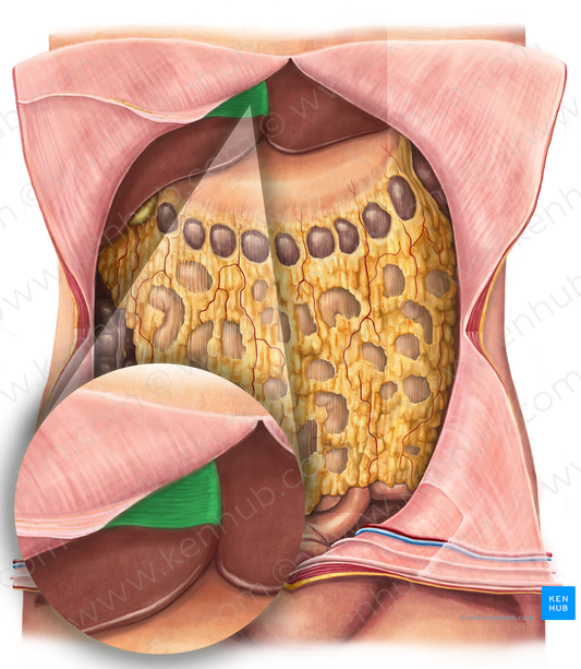 Falciform ligament of liver (#4524)