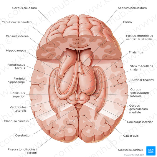 Thalamus (Latin)