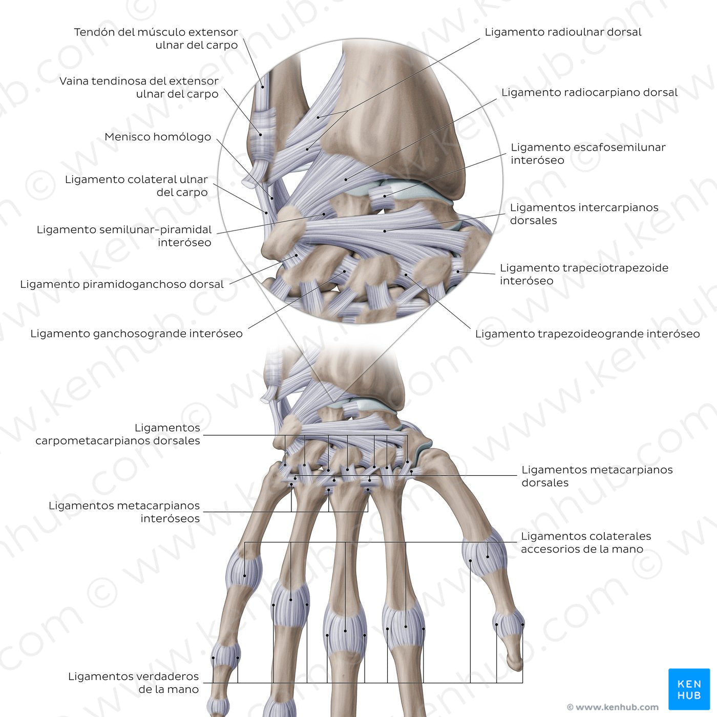 Ligaments of the wrist and hand: Dorsal view (Spanish)