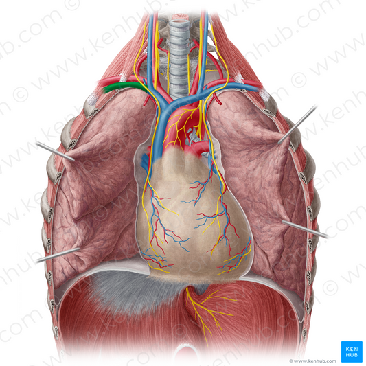 Right subclavian vein (#10605)