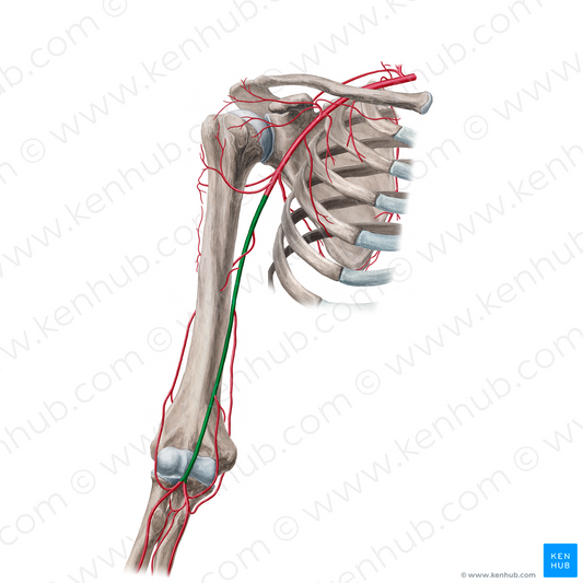 Brachial artery (#902)
