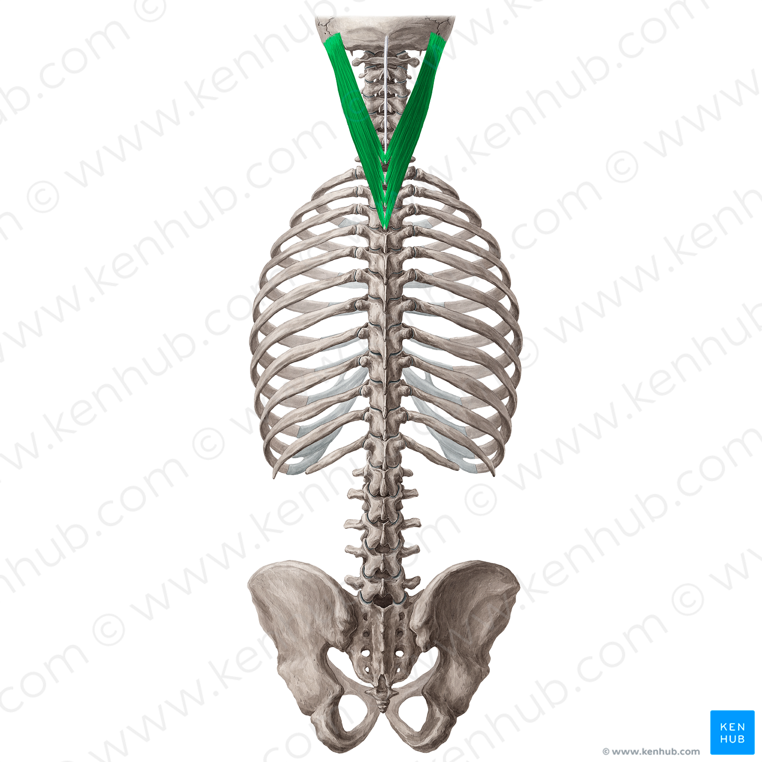 Splenius capitis muscle (#5992)