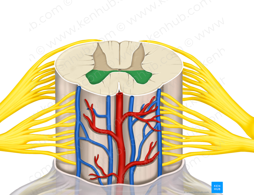 Anterior horn of spinal cord (#2850)