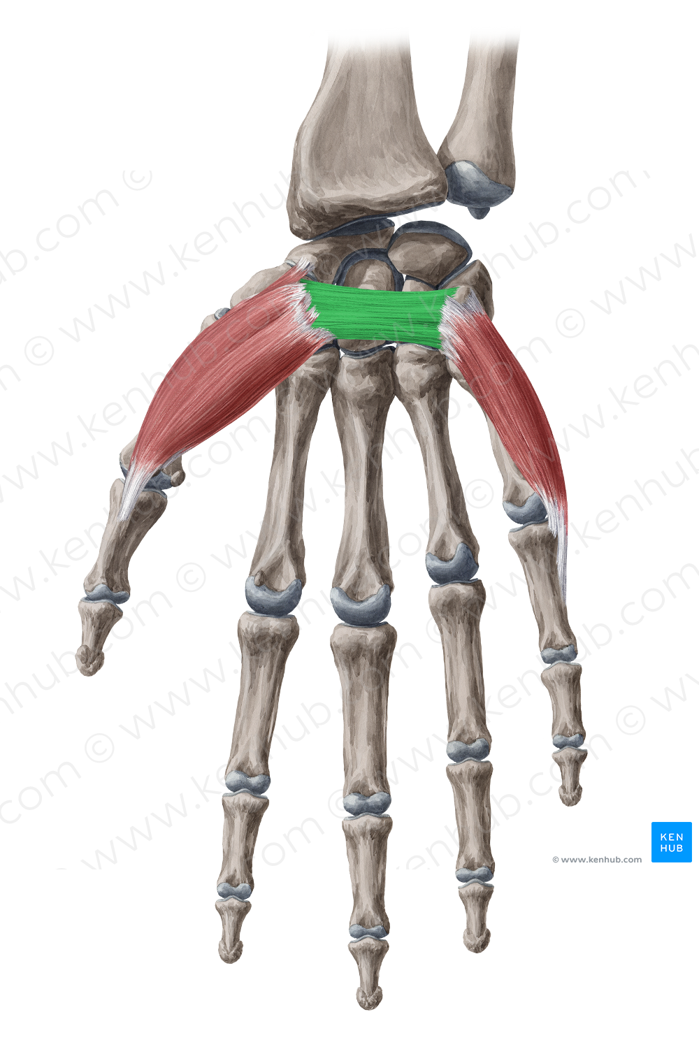 Flexor retinaculum of wrist (#8922)