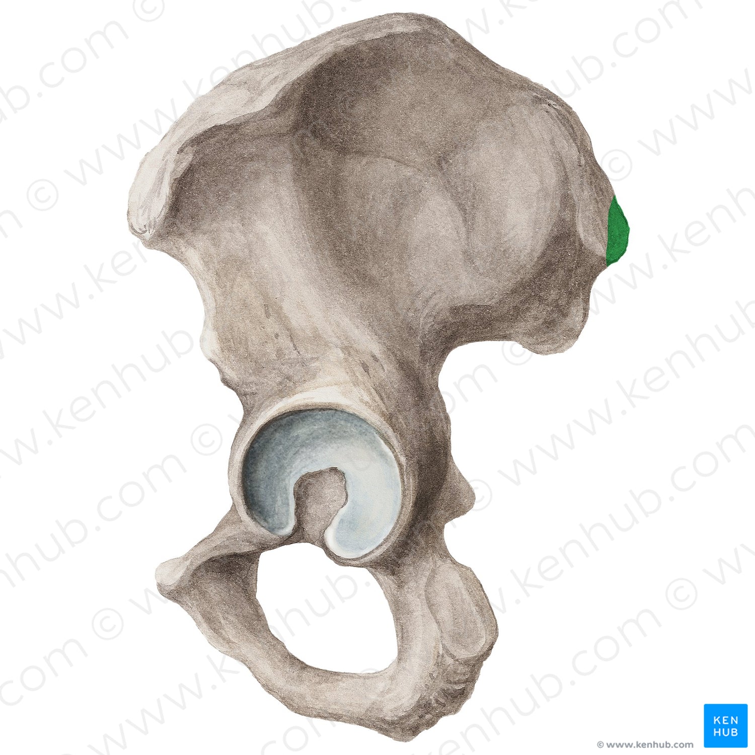 Posterior superior iliac spine (#20288)