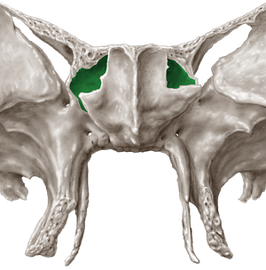 Sphenoidal sinus (#9062)