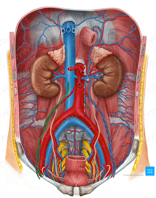 Right ovarian vein (#11848)