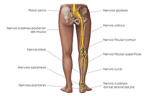 Main nerves of the lower limb - posterior (Spanish)