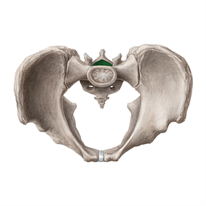 Sacral canal (#21691)