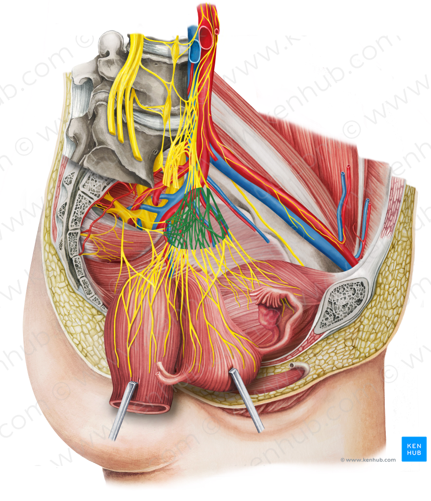 Left inferior hypogastric plexus (#7995)