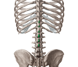 Spinous processes of vertebrae T10-L3 (#8263)