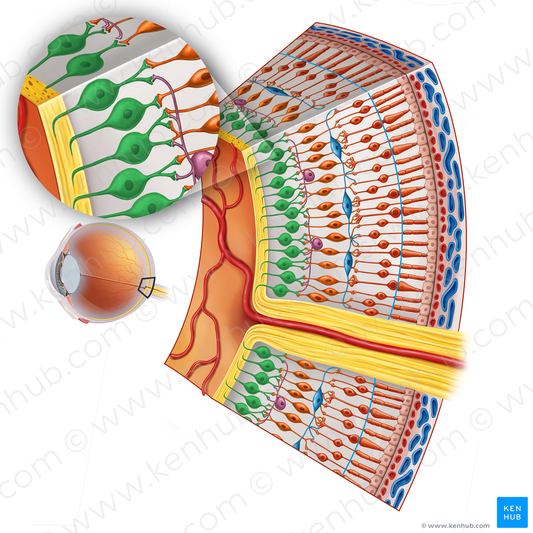 Retinal ganglion cell (#16887)