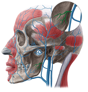 Parotid veins (#20501)