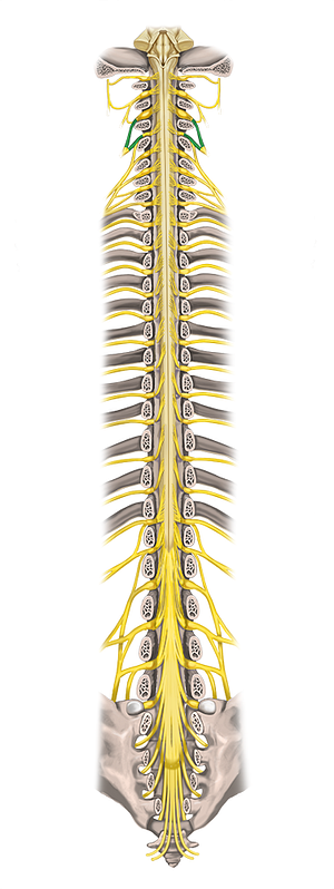 Spinal nerves C3-C4 (#6270)