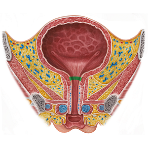 Internal urethral orifice (#19134)