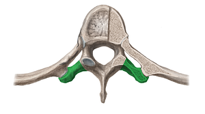 Transverse process of vertebra (#16693)