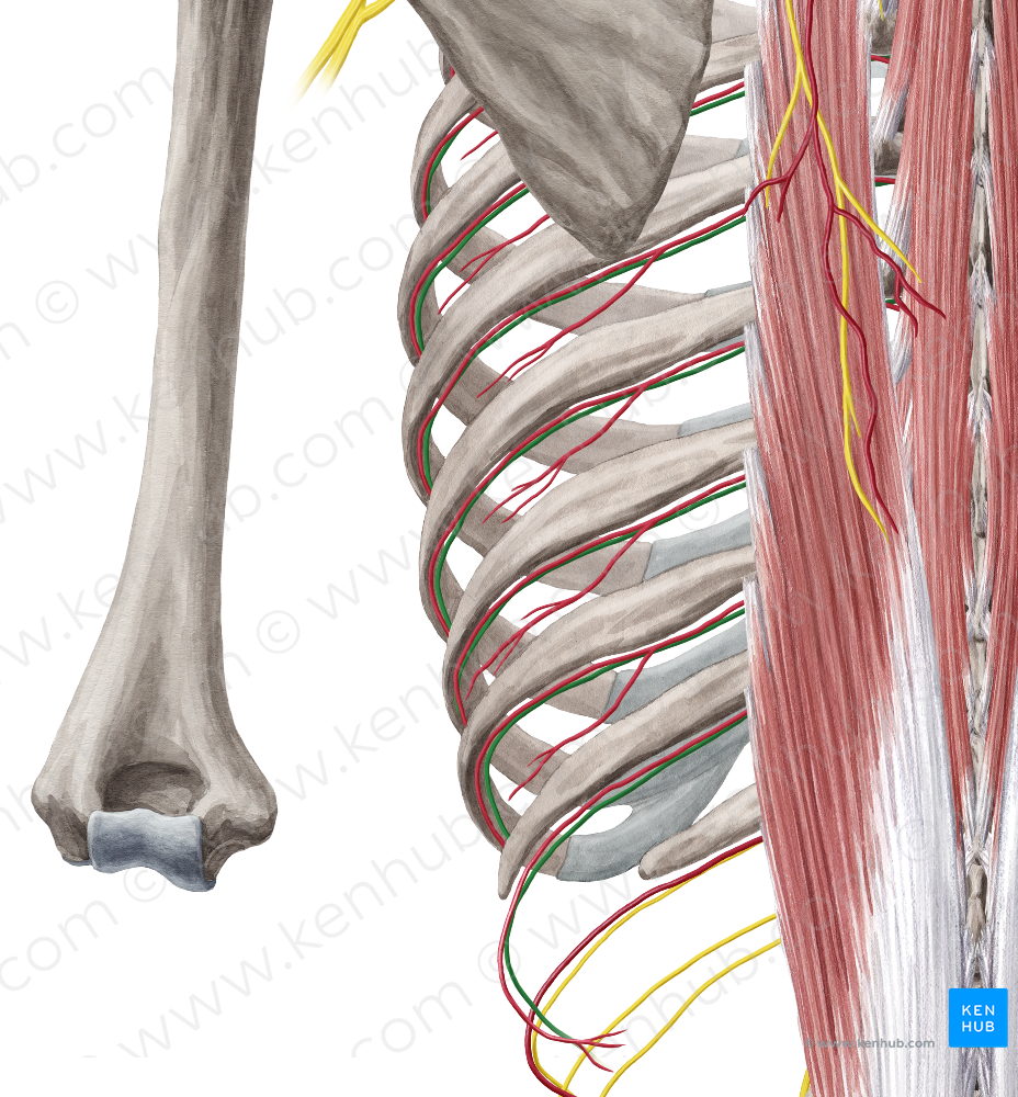 Intercostal nerve (#6231)