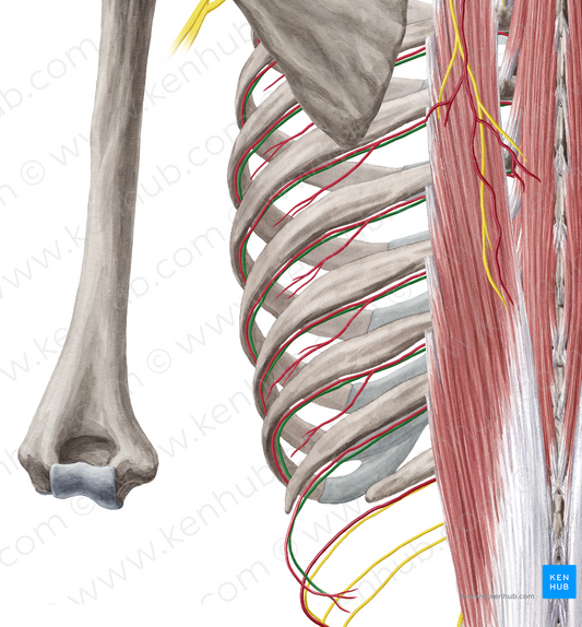 Intercostal nerve (#6231)