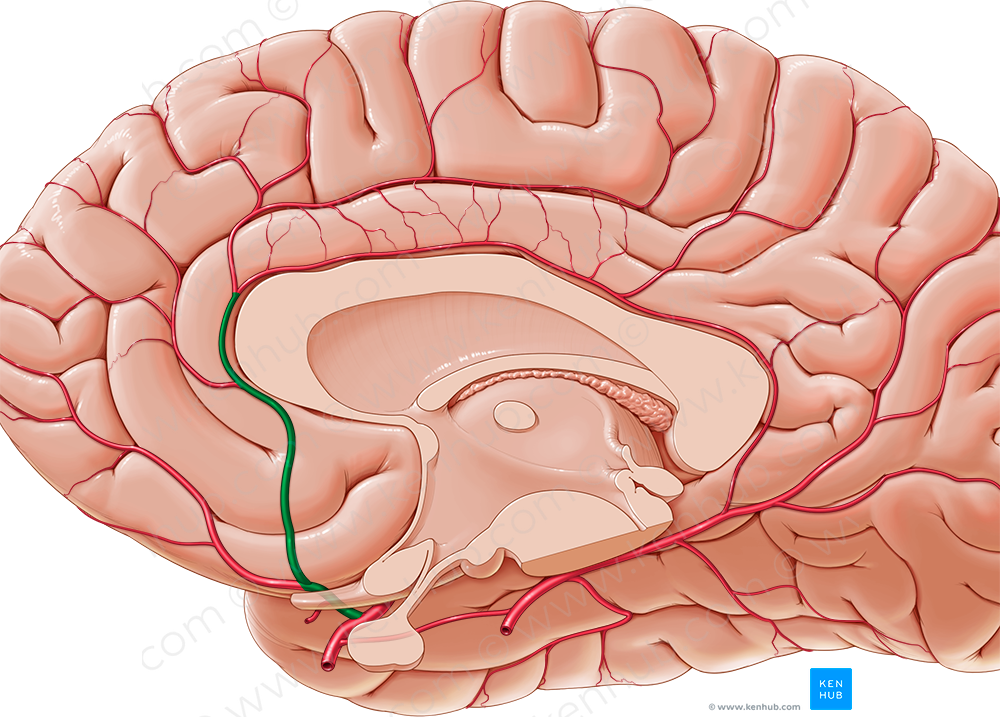 Anterior cerebral artery (1012) Kenhub Image License Store