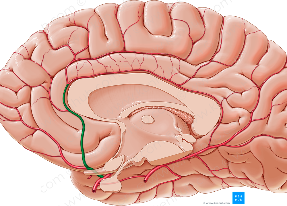 Anterior cerebral artery (#1012)