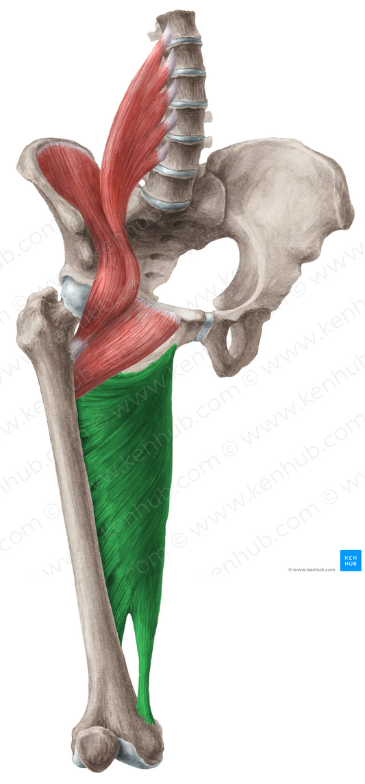 Adductor magnus muscle (#5190)