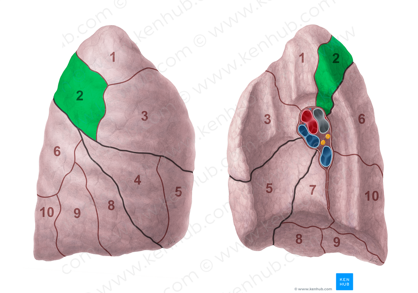 Posterior segment of right lung (#20689)
