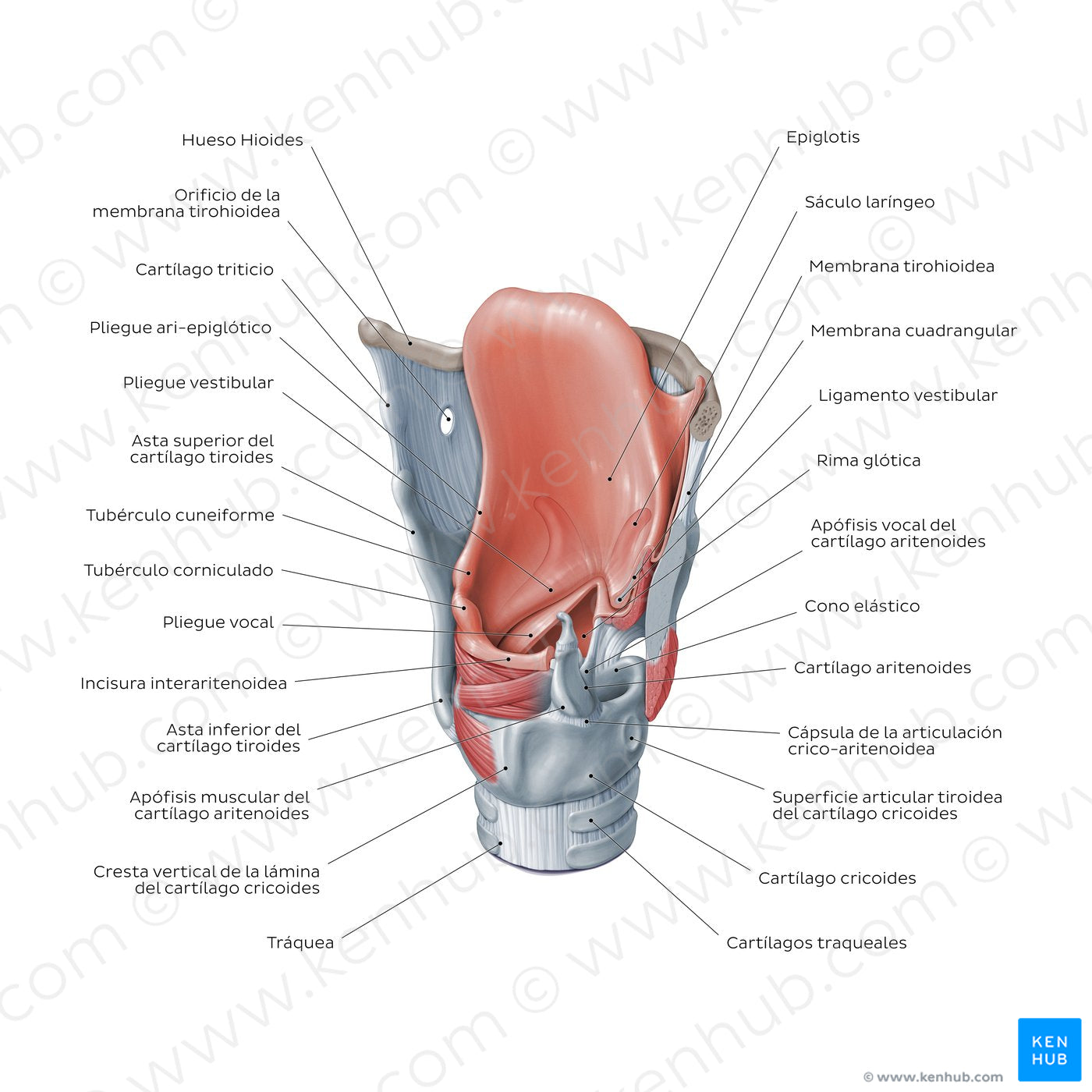 Structure of the larynx: posterolateral view (Spanish)