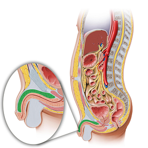 Corpus cavernosum of penis (#2902)