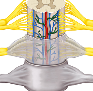 Vascular plexus of pia mater (#8054)
