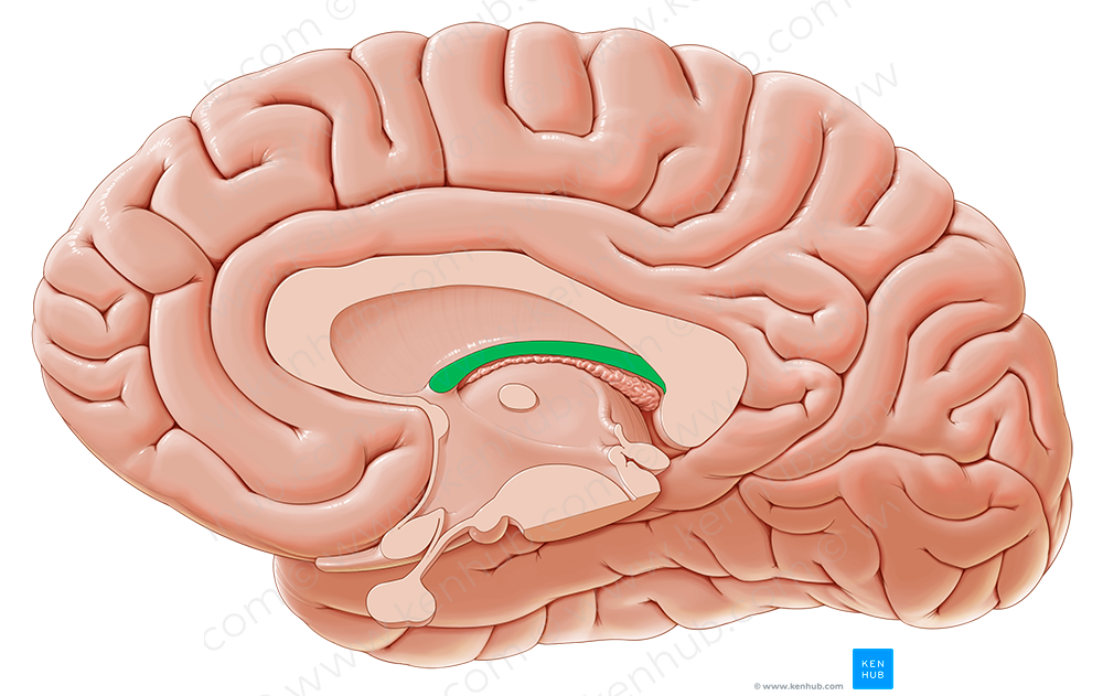 Fornix (#3828)