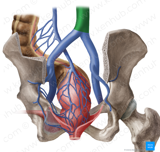 Inferior vena cava (#10059)