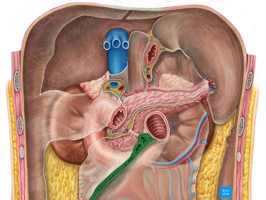 Root of mesentery (#8449)