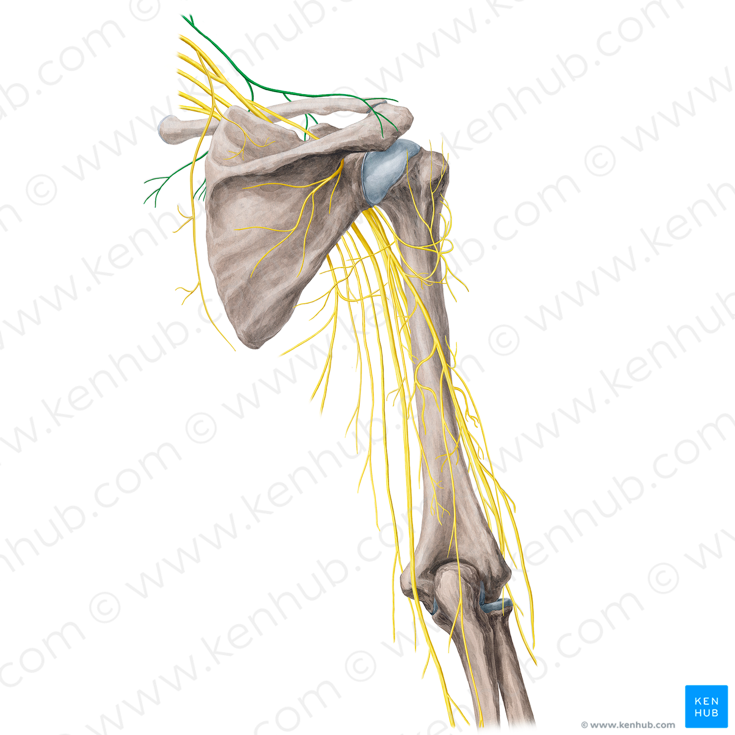 Supraclavicular nerves (#6280)