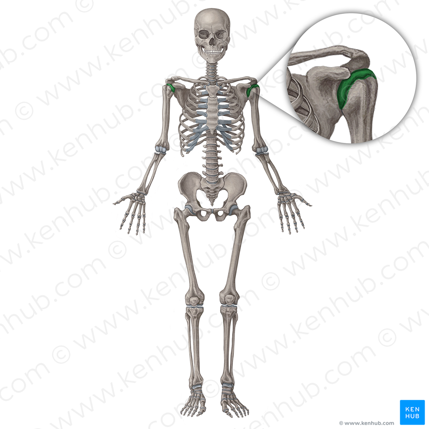 Glenohumeral joint (#19974)