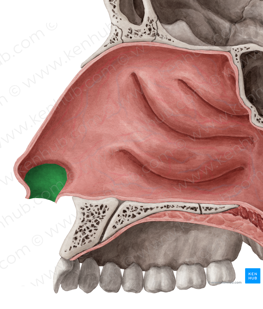 Nasal vestibule (#10824)