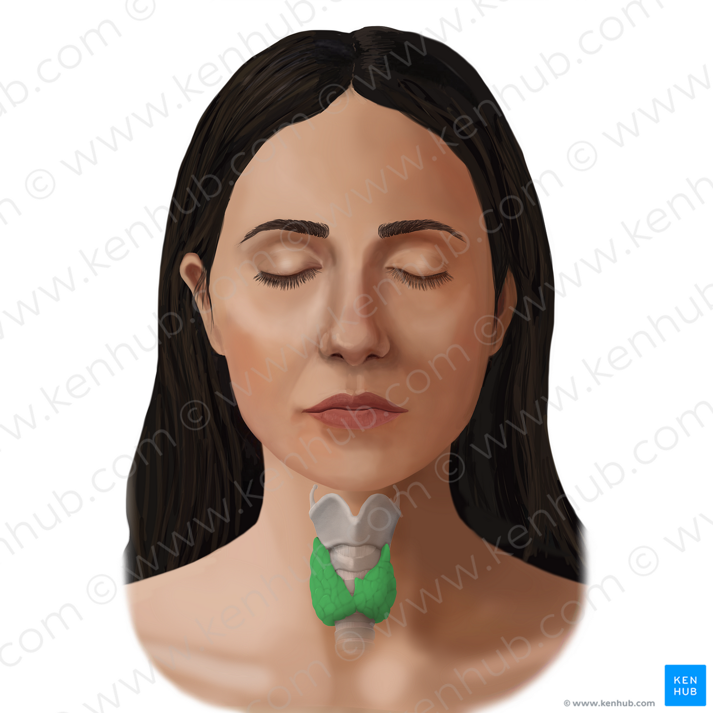 Thyroid gland (#14070)
