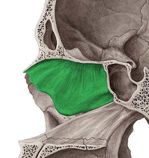 Perpendicular plate of ethmoid bone (#4410)