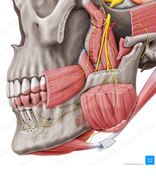 Submandibular ganglion (#4018)