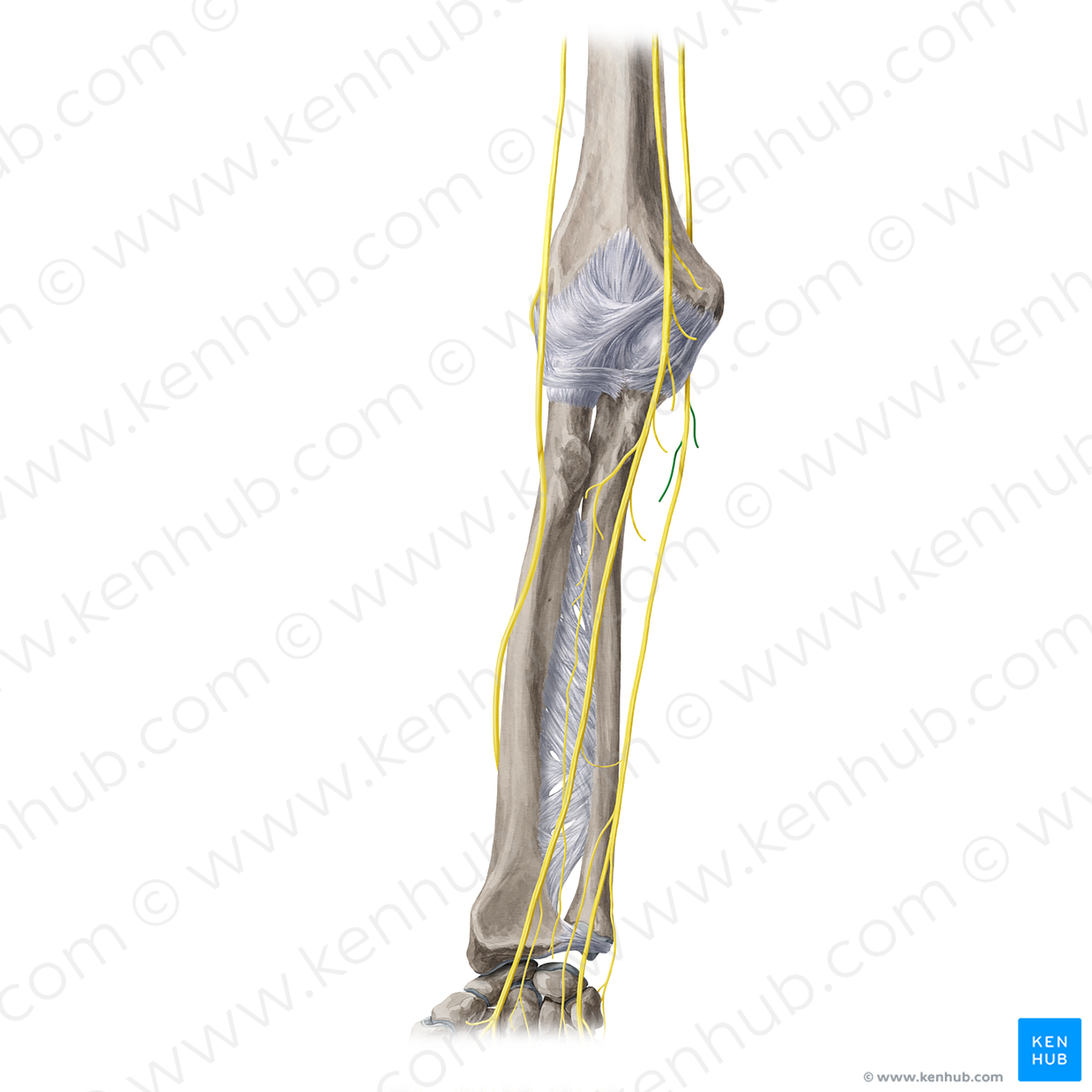 Muscular branches of ulnar nerve (#20422)