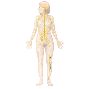 Common fibular nerve (#6662)