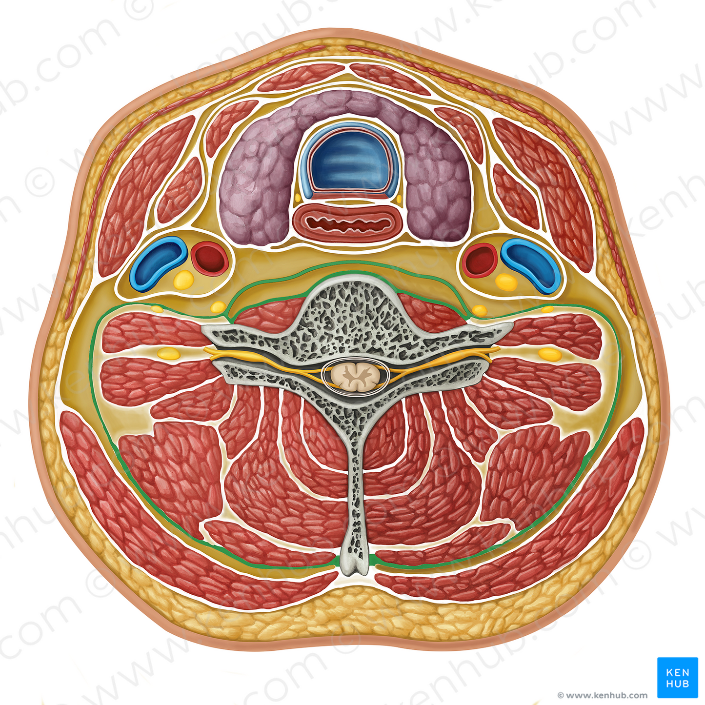 Deep layer of deep cervical fascia (#16303)
