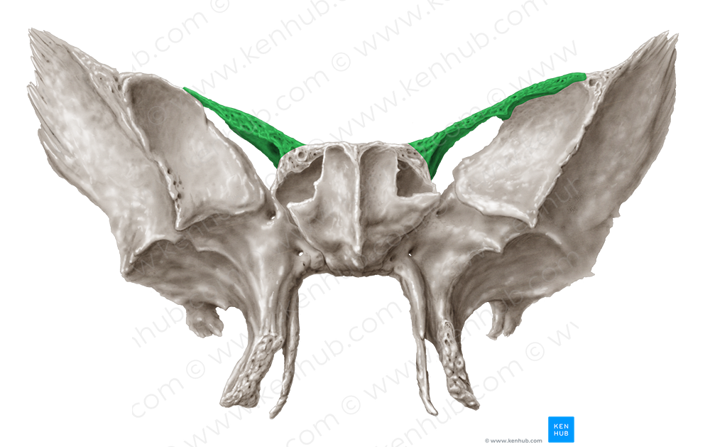 Lesser wing of sphenoid bone (#612)