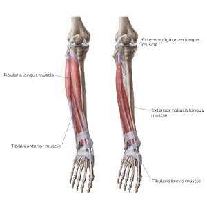 Muscles of the leg (Anterior view) (English)