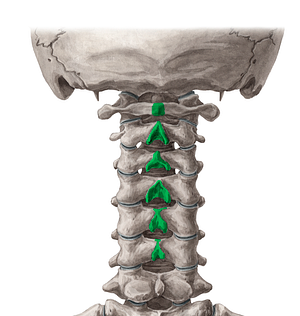 Spinous processes of vertebrae C1-C6 (#18537)